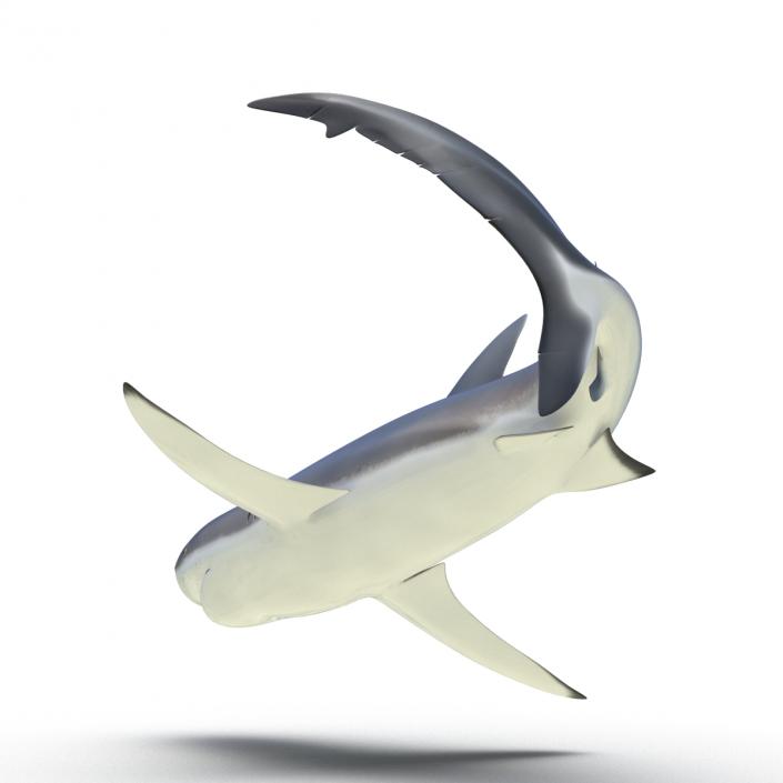 3D Dusky Shark Rigged model