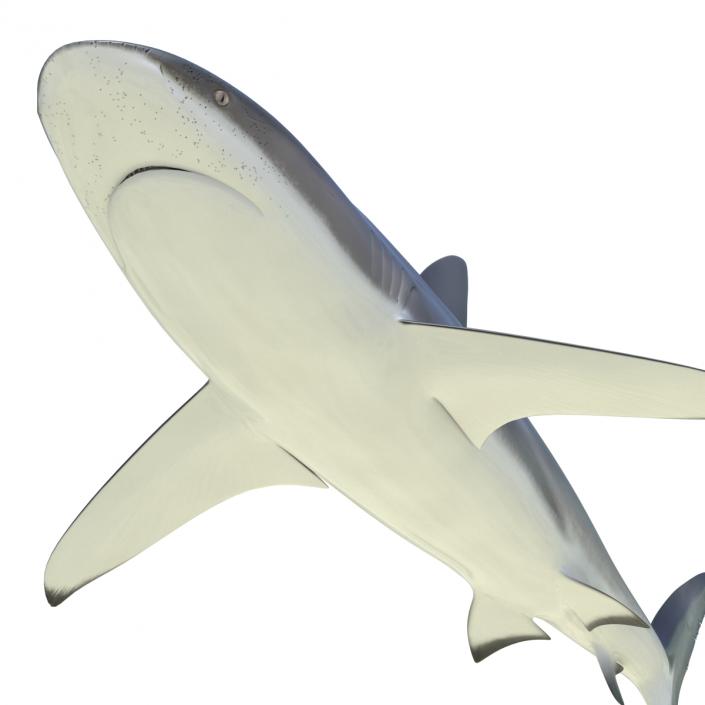 3D Dusky Shark Rigged model