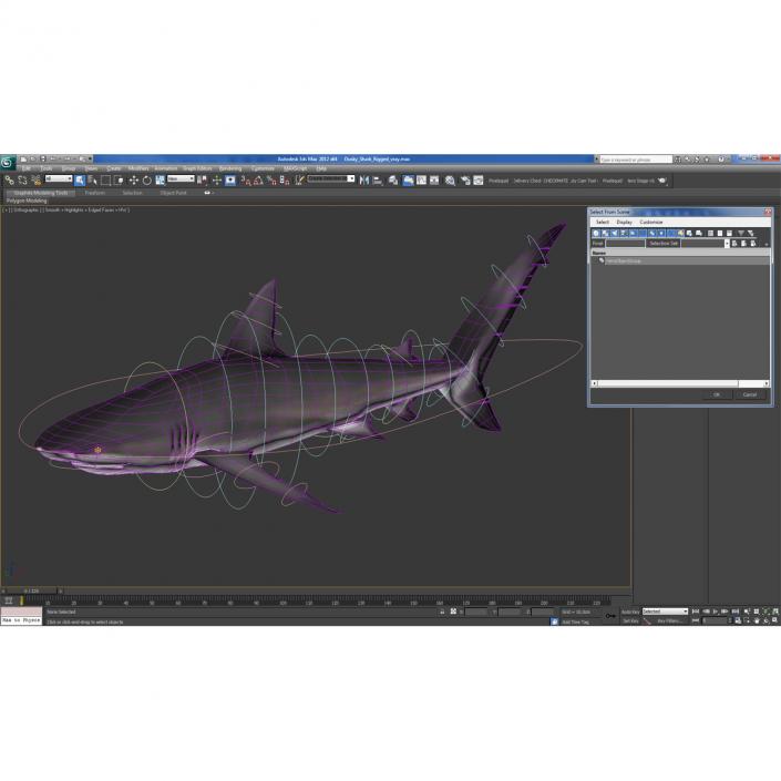 3D Dusky Shark Rigged model