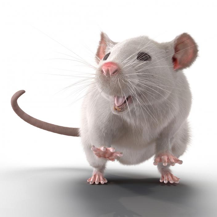 3D White Rat Rigged