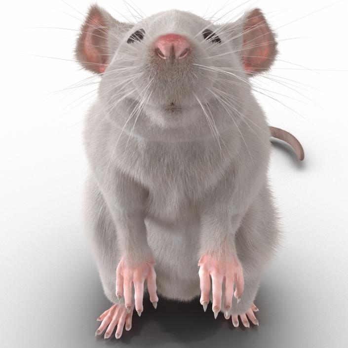 3D White Rat Rigged