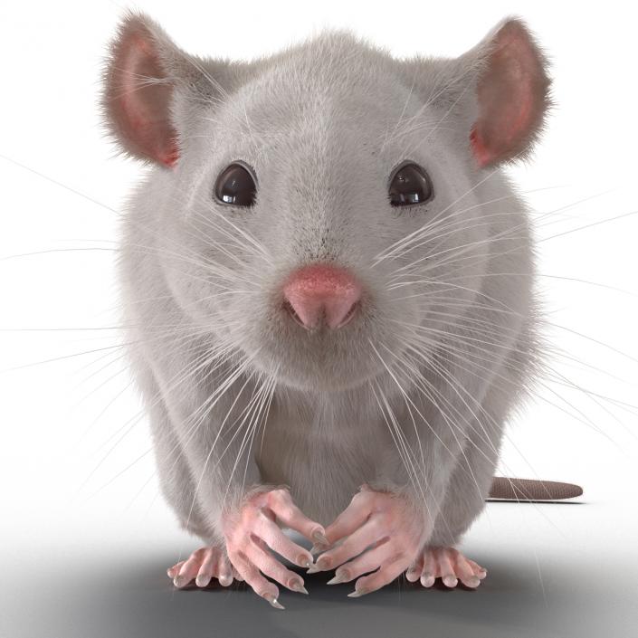 3D White Rat Rigged