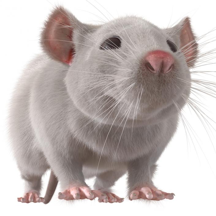 3D White Rat Rigged