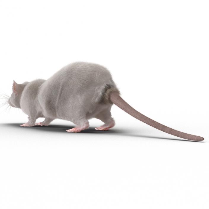 3D White Rat Rigged