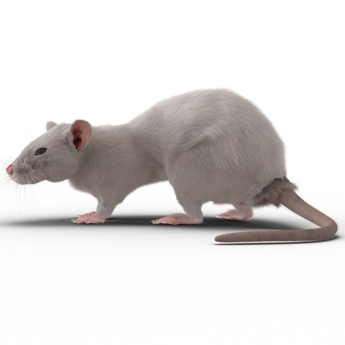 3D White Rat Rigged