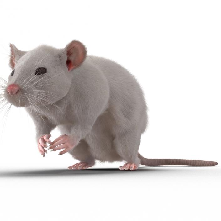 3D White Rat Rigged