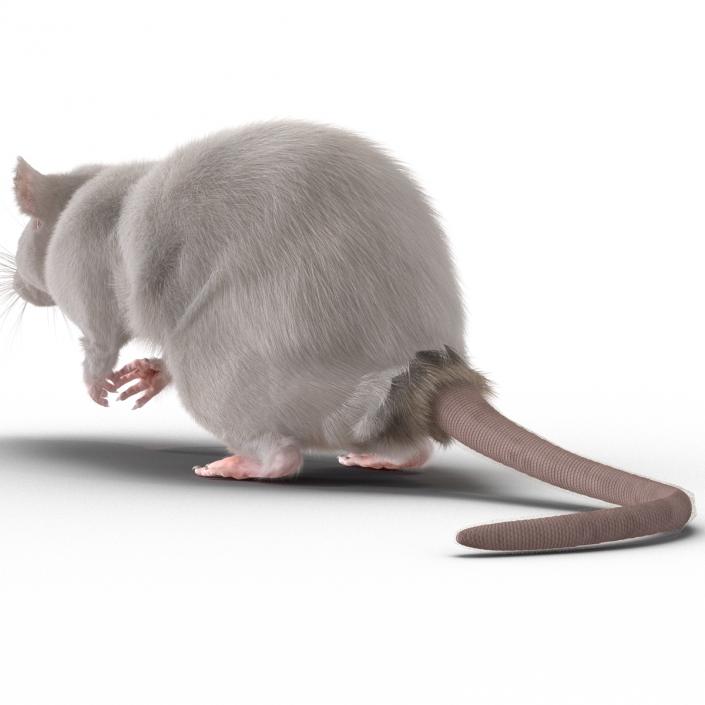 3D White Rat Rigged