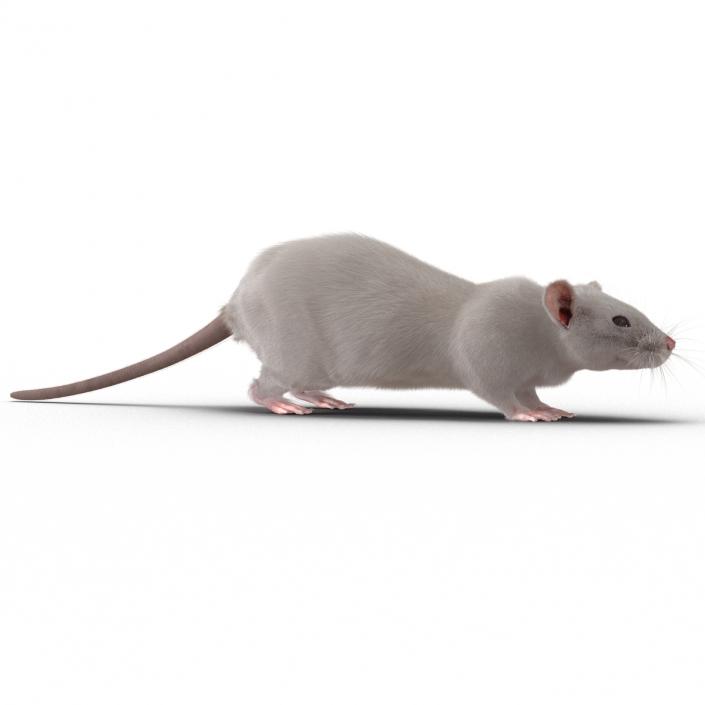 3D White Rat Rigged