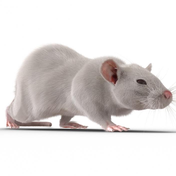 3D White Rat Rigged