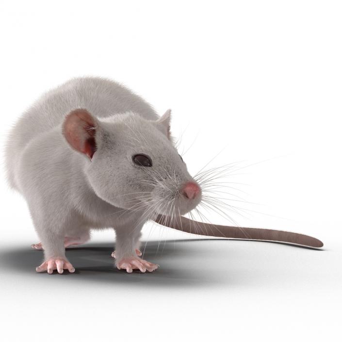 3D White Rat Rigged