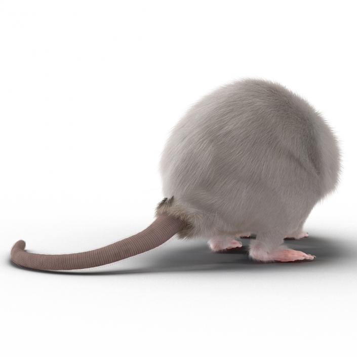 3D White Rat Rigged