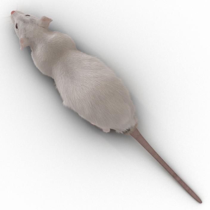 3D White Rat Rigged