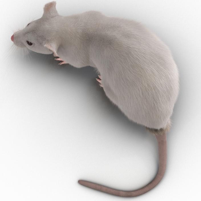 3D White Rat Rigged