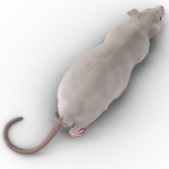 3D White Rat Rigged