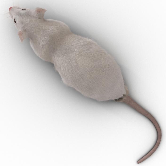 3D White Rat Rigged