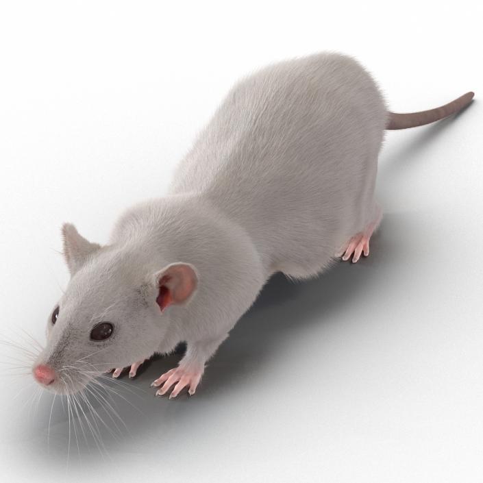 3D White Rat Rigged