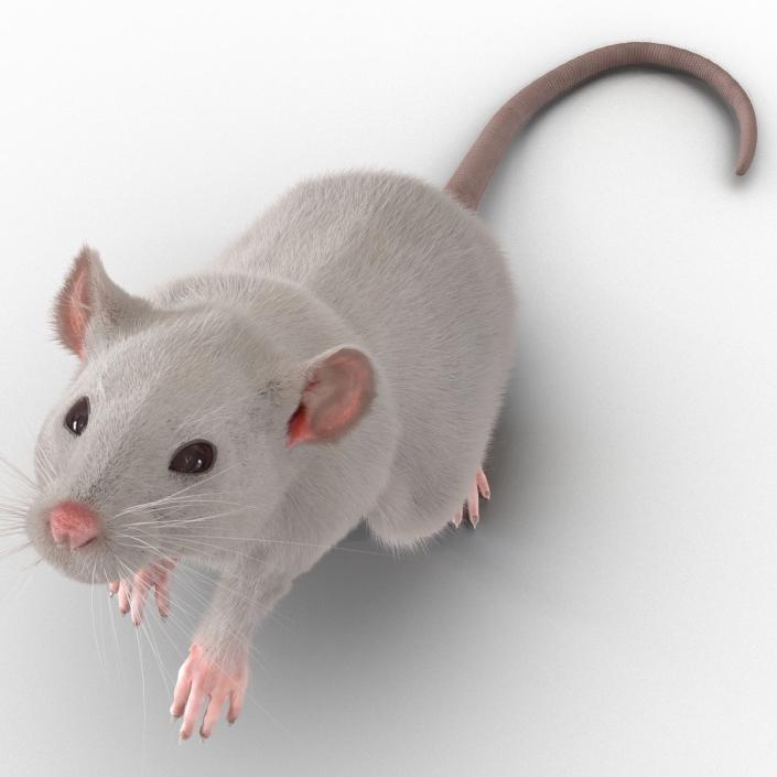 3D White Rat Rigged