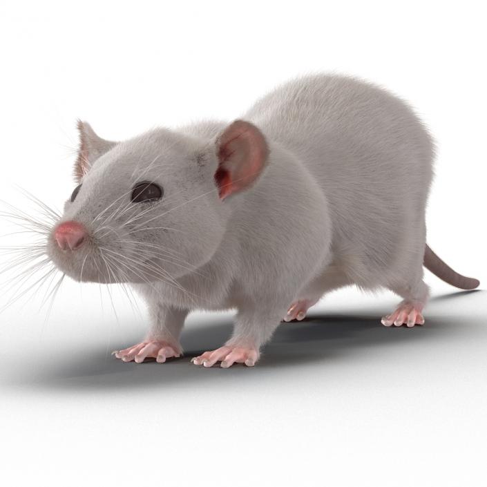 3D White Rat Rigged