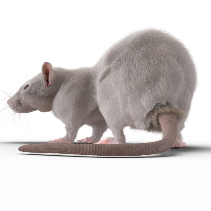 3D White Rat Rigged