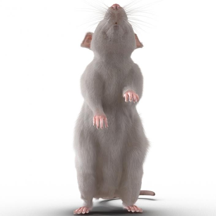 3D White Rat Rigged