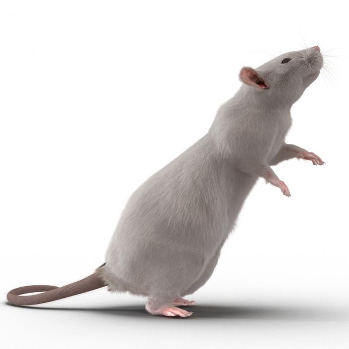 3D White Rat Rigged