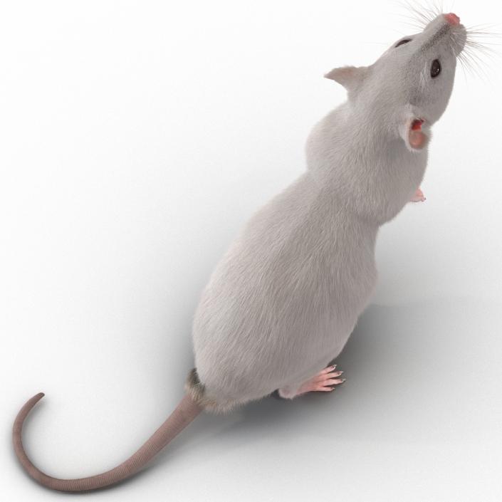 3D White Rat Rigged