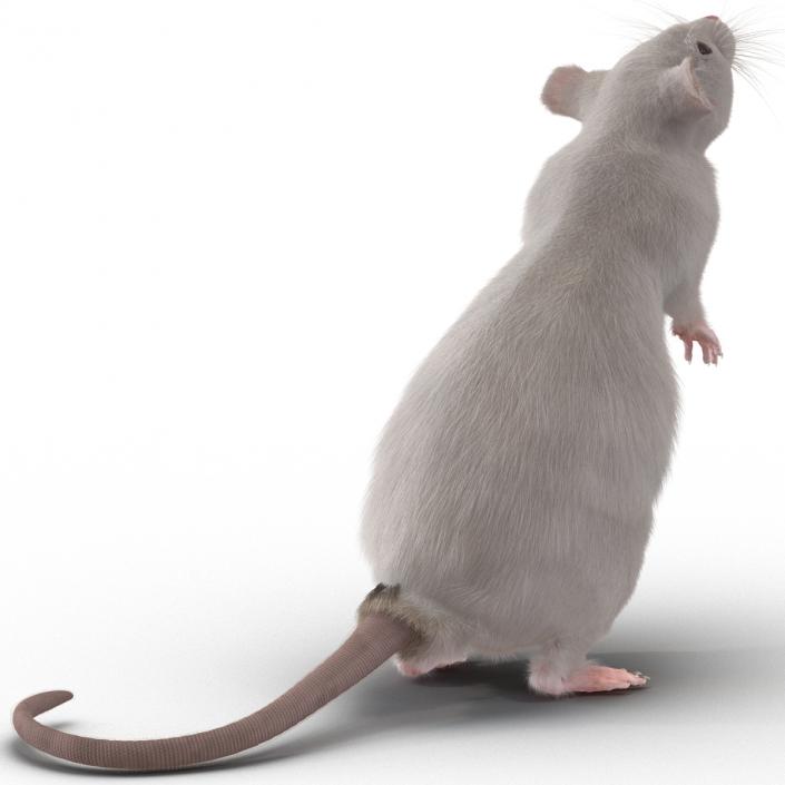 3D White Rat Rigged