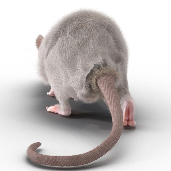 3D White Rat Rigged