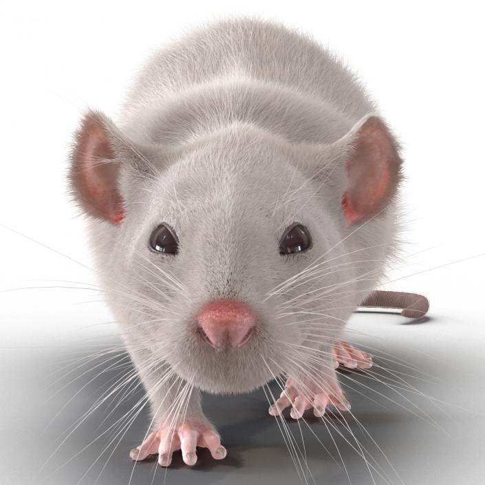 3D White Rat Rigged