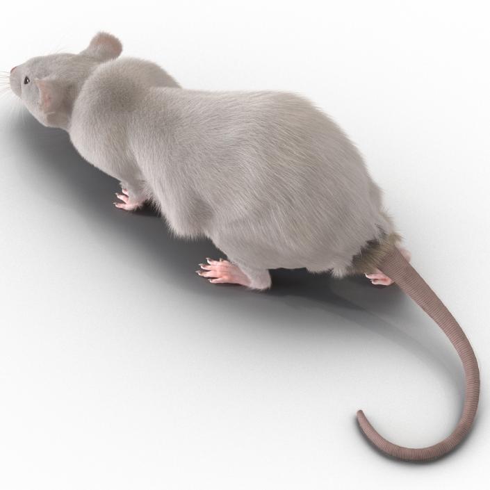 3D White Rat Rigged