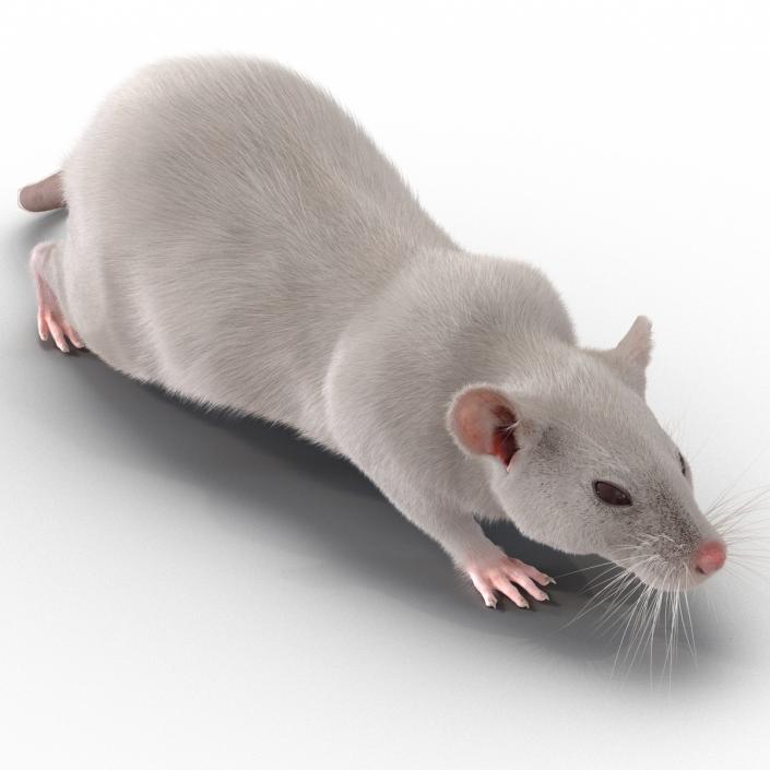 3D White Rat Rigged