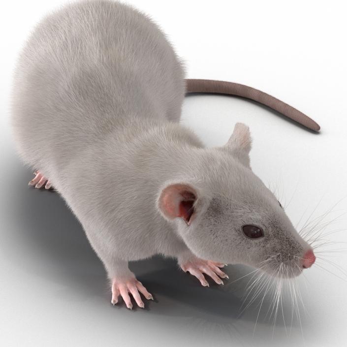 3D White Rat Rigged