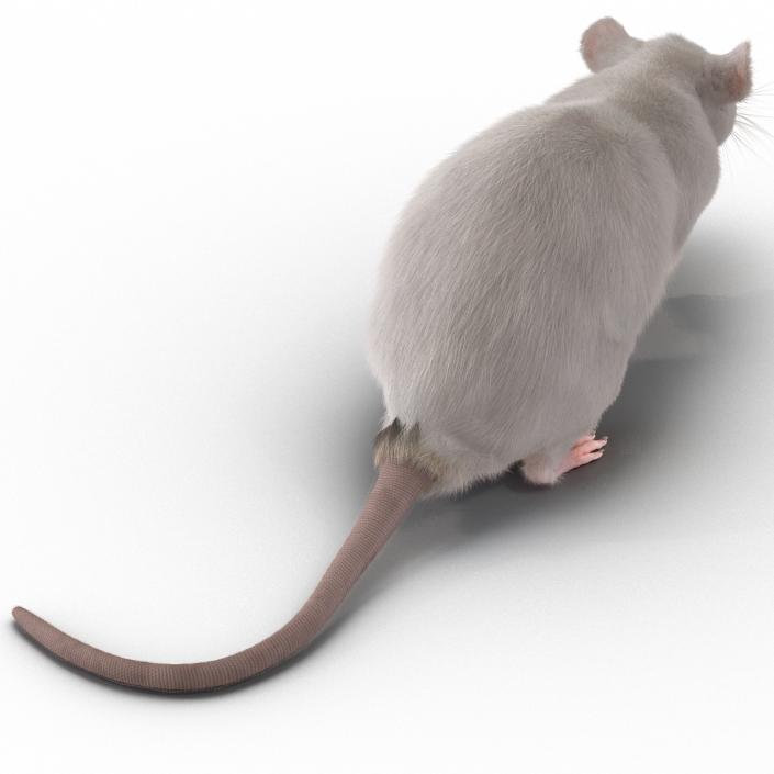 3D White Rat Rigged