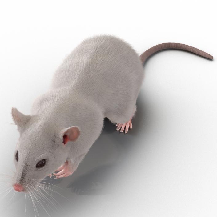 3D White Rat Rigged