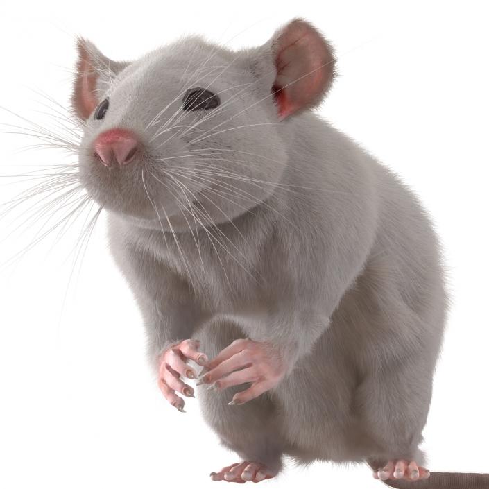 3D White Rat Rigged