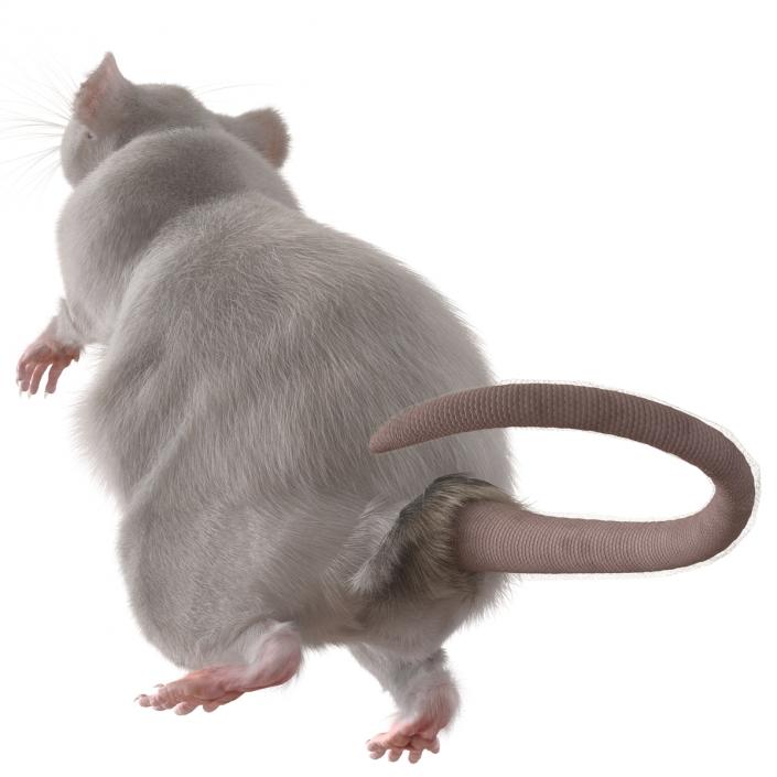 3D White Rat Rigged