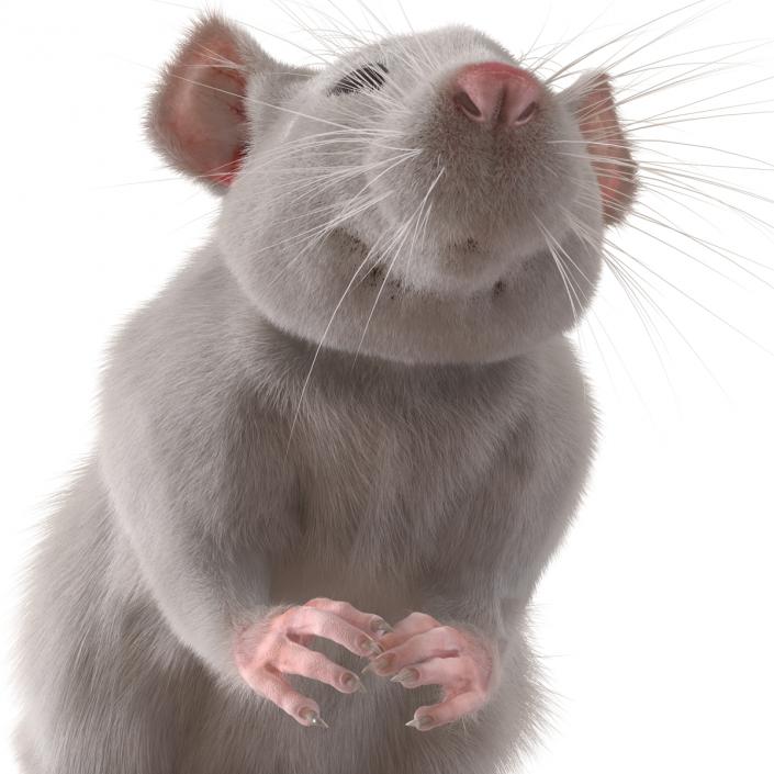 3D White Rat Rigged