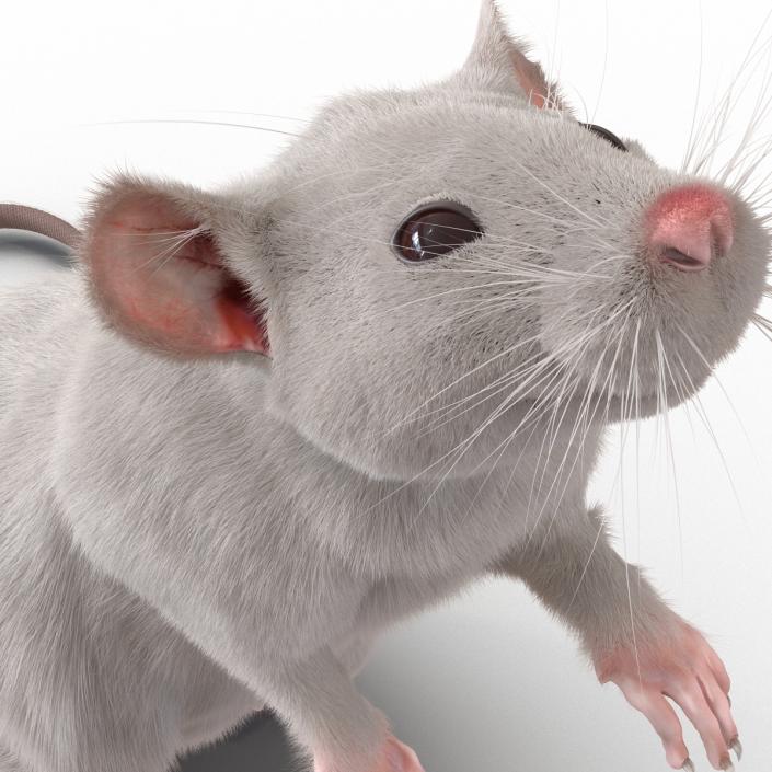 3D White Rat Rigged