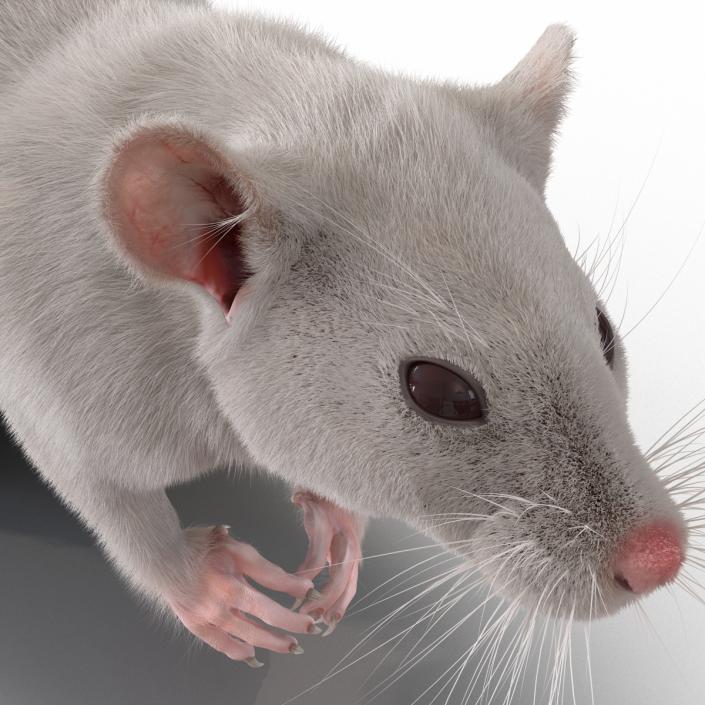 3D White Rat Rigged