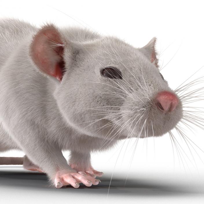 3D White Rat Rigged