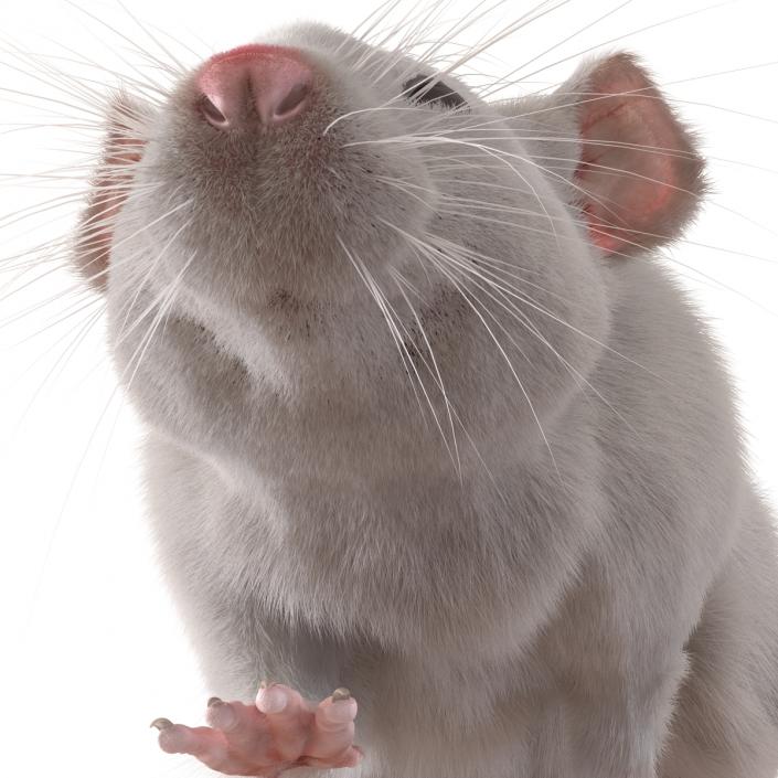 3D White Rat Rigged