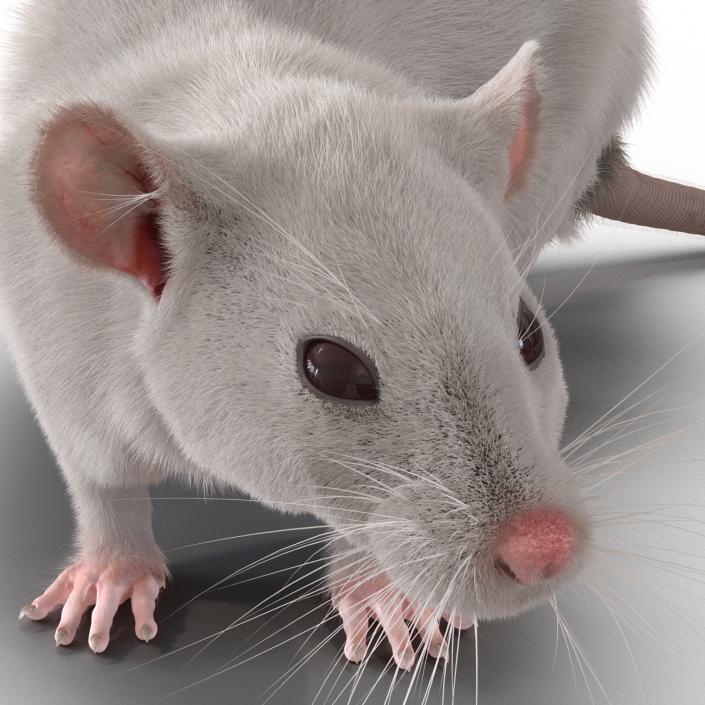 3D White Rat Rigged