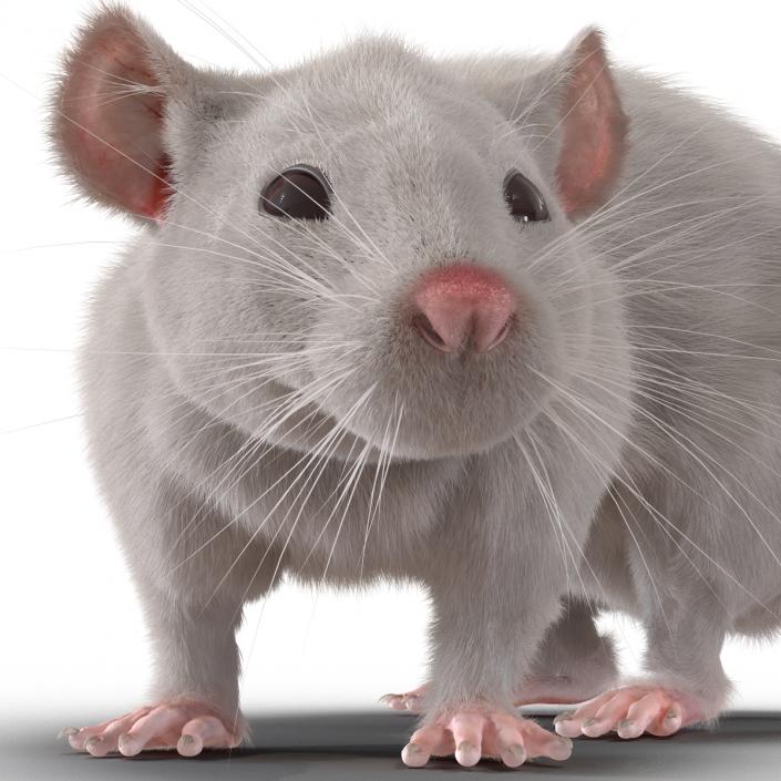 3D White Rat Rigged