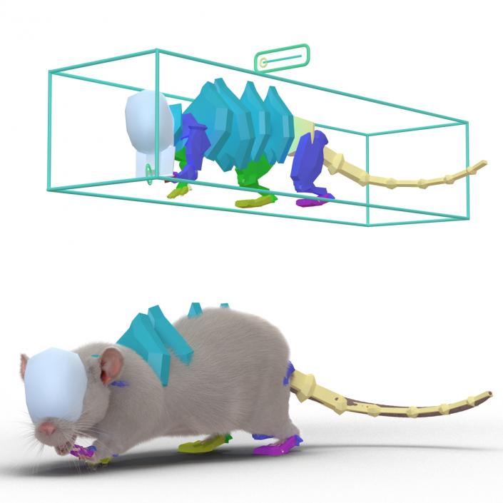 3D White Rat Rigged