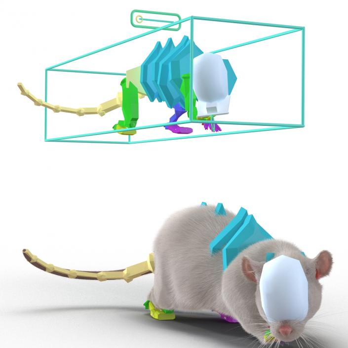 3D White Rat Rigged