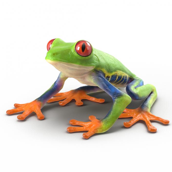 3D model Red Eyed Tree Frog Pose 4