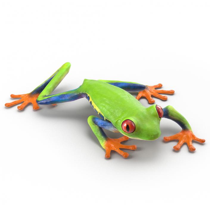 3D model Red Eyed Tree Frog Pose 3