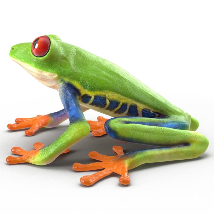 3D model Red Eyed Tree Frog Pose 4