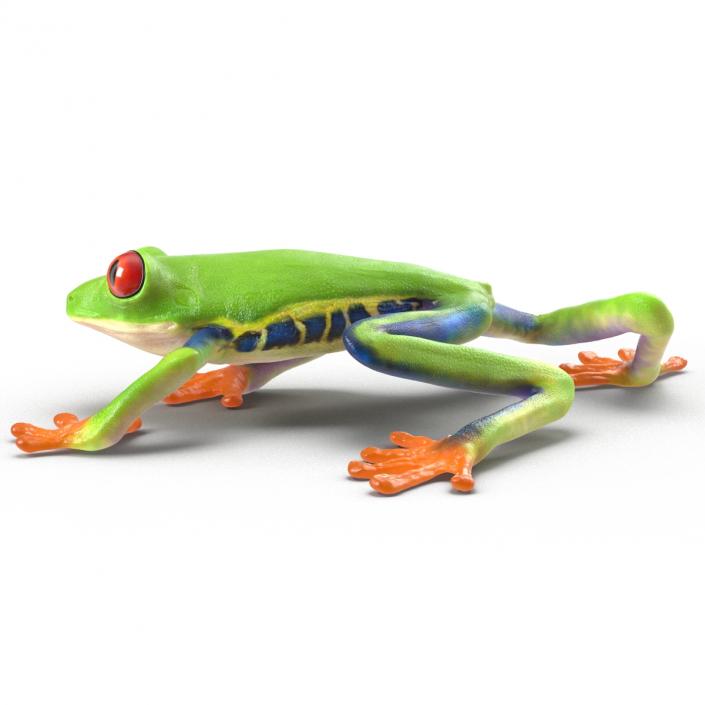 3D model Red Eyed Tree Frog Pose 3