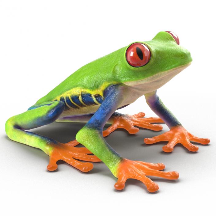 3D model Red Eyed Tree Frog Pose 4